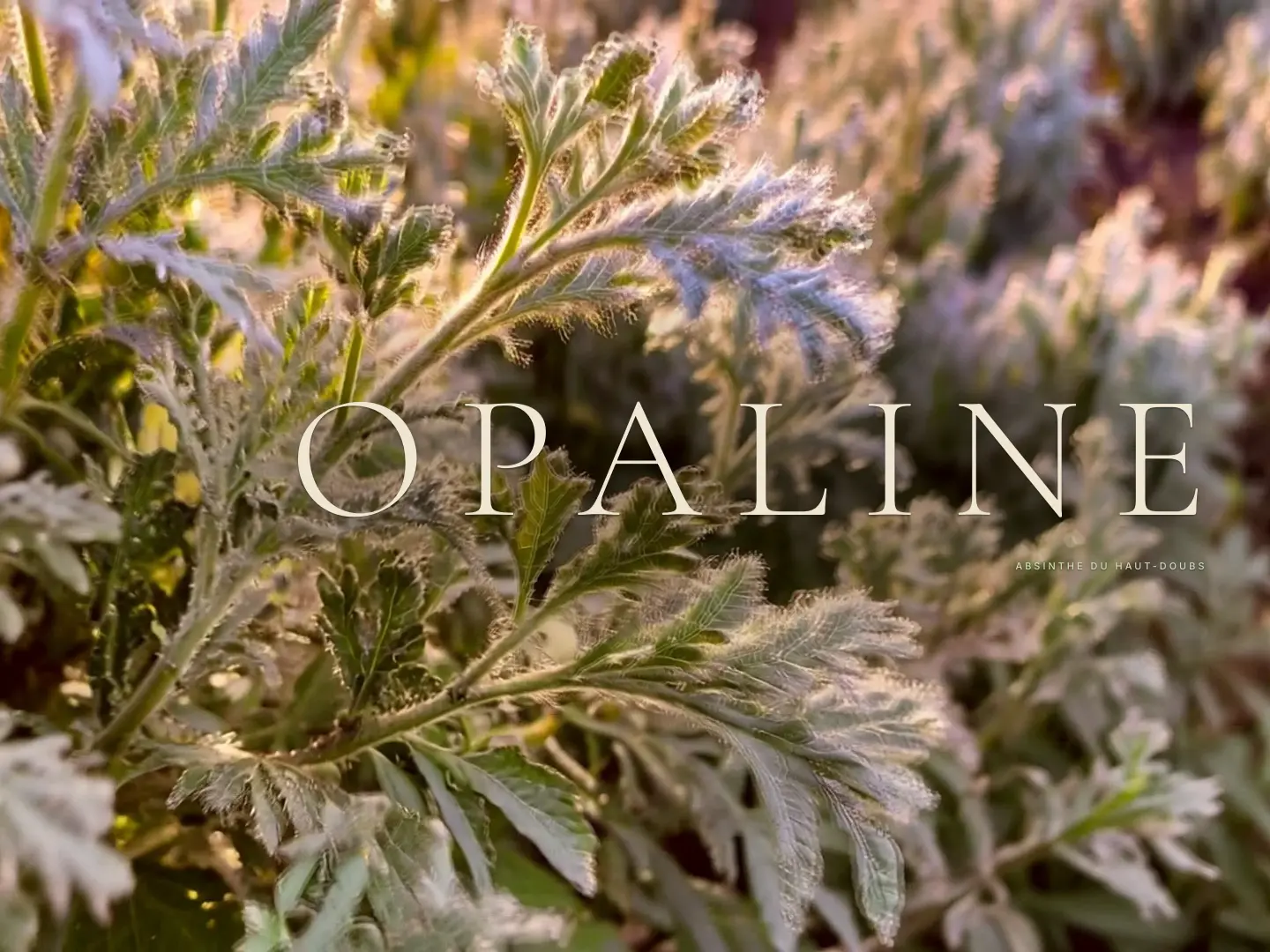 Page d'accueil d'OPALINE, distillerie d'absinthe à Pontarlier — projet de portfolio